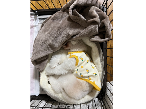 モデル犬卒業後、里親さん宅での様子♪～モアナちゃん～